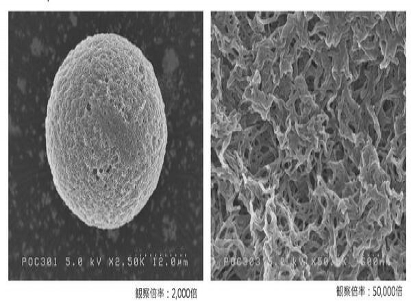 Máy phủ Osmium độ phân giải cao cho kính hiển vi điện tử